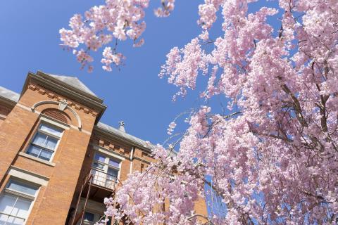 University Hall and flowering tree